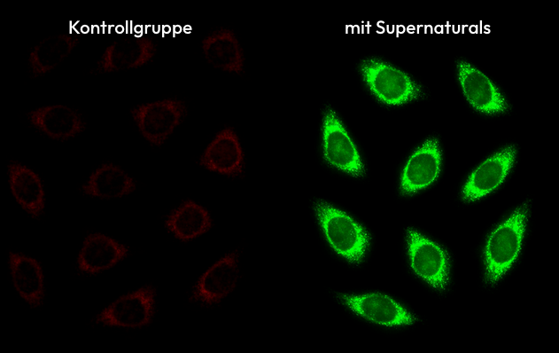 Mitochondrien unter dem Mikroskop – Kontrolle im Vergleich zu SuperME
